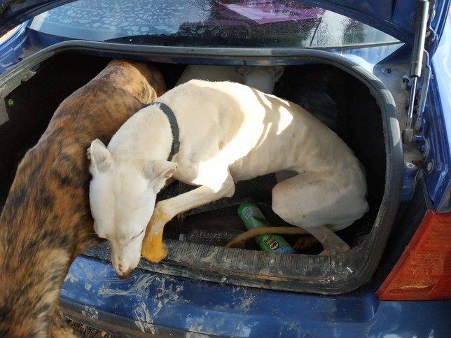 Denunciados por hacinar cinco perros de caza en el maletero