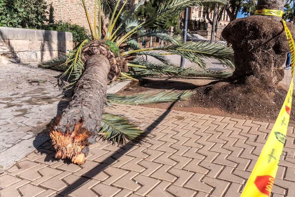 Una mujer fallece en Palma tras caerle una palmera