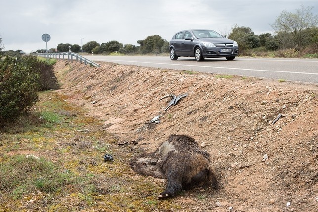 La fauna salvaje provoca 345 accidentes en lo que va de año