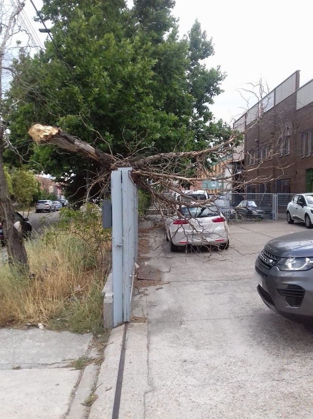 El viento provoca la caída de una gran rama sobre un coche