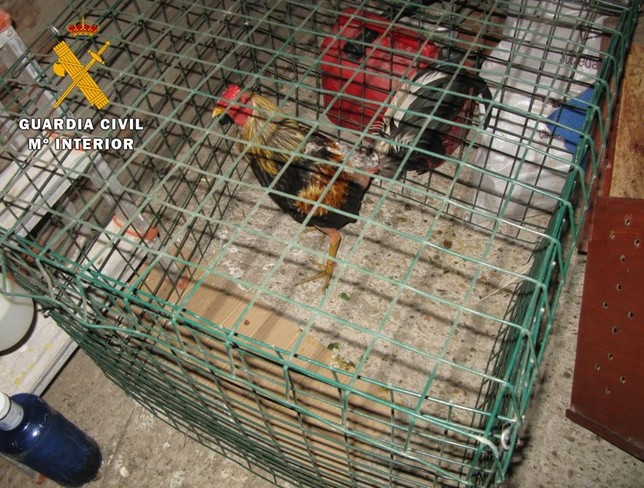 Trece detenidos en una pelea de gallos en Tordesillas