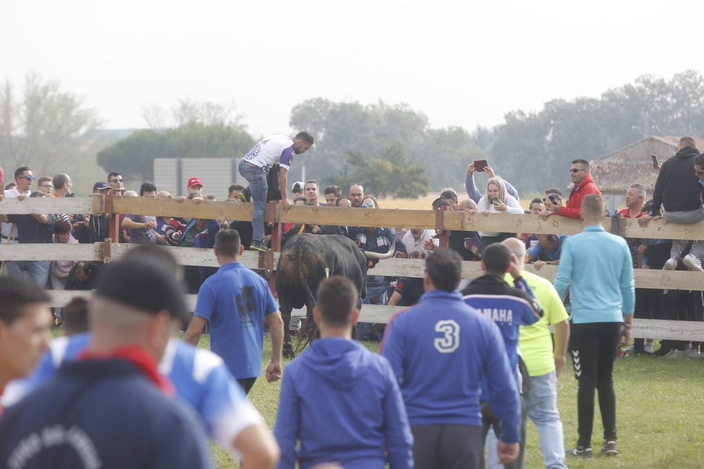 Toro de la Vega en Tordesillas  / JONATHAN TAJES