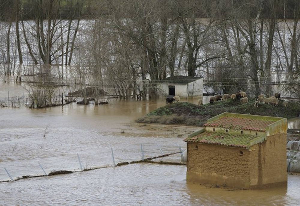 Inundaciones en la localidad de Saelices de Mayorga donde varias ovejas han muerto ahogadas.  / R. VALTERO (ICAL)