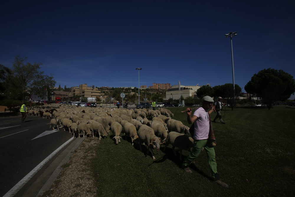 Miles de ovejas cruzan Valladolid  / JONATHAN TAJES