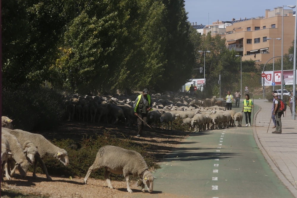 Miles de ovejas cruzan Valladolid  / JONATHAN TAJES