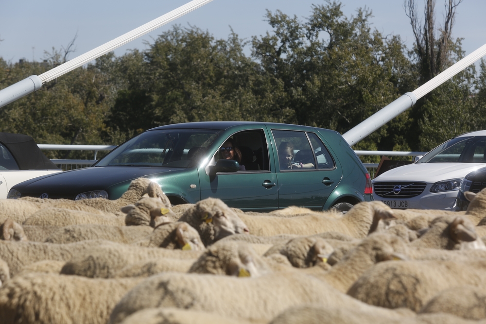 Miles de ovejas cruzan Valladolid