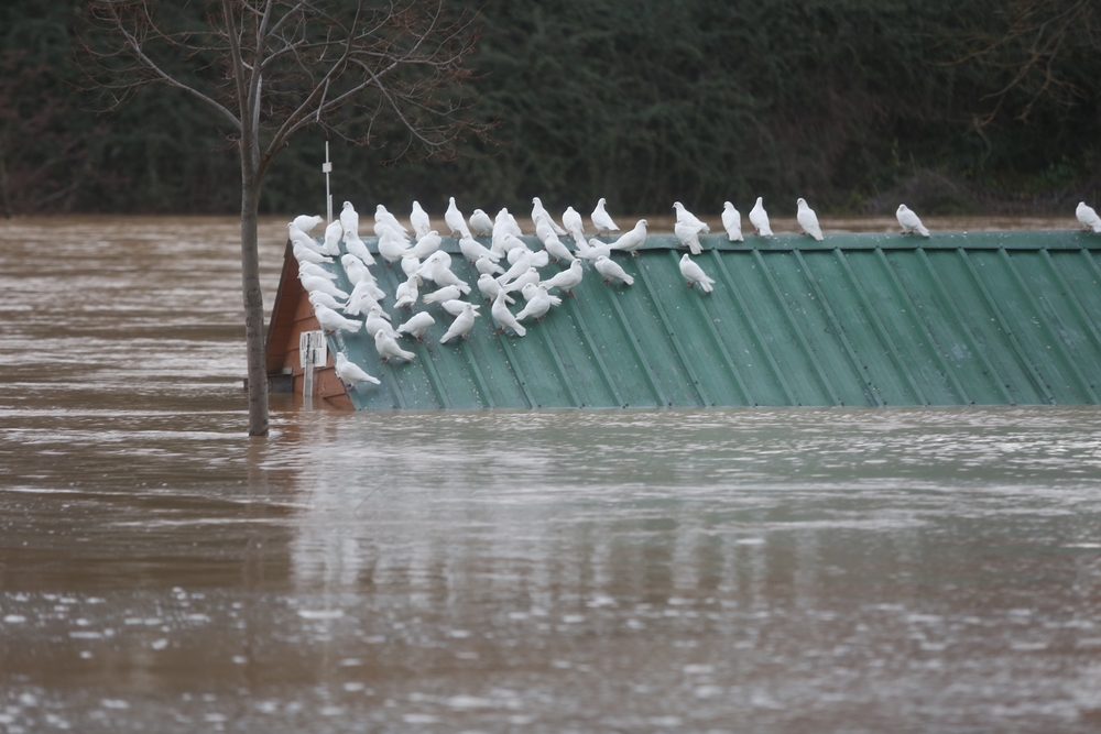 Estado del río Pisuerga en Valladolid  / JONATHAN TAJES