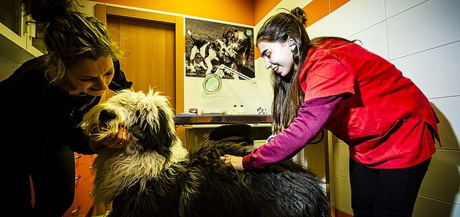 Alba García Rodera realizó sus prácticas en la Centro Veterinario de Covaresa.