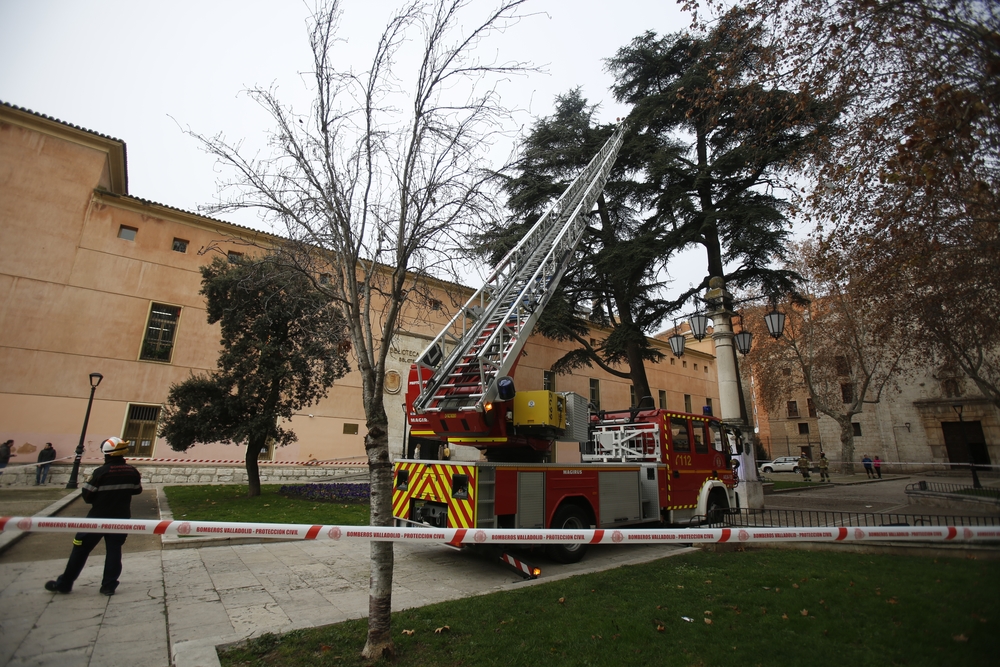 Los bomberos retiran un nido de cigüeñas en Valladolid  / JONATHAN TAJES