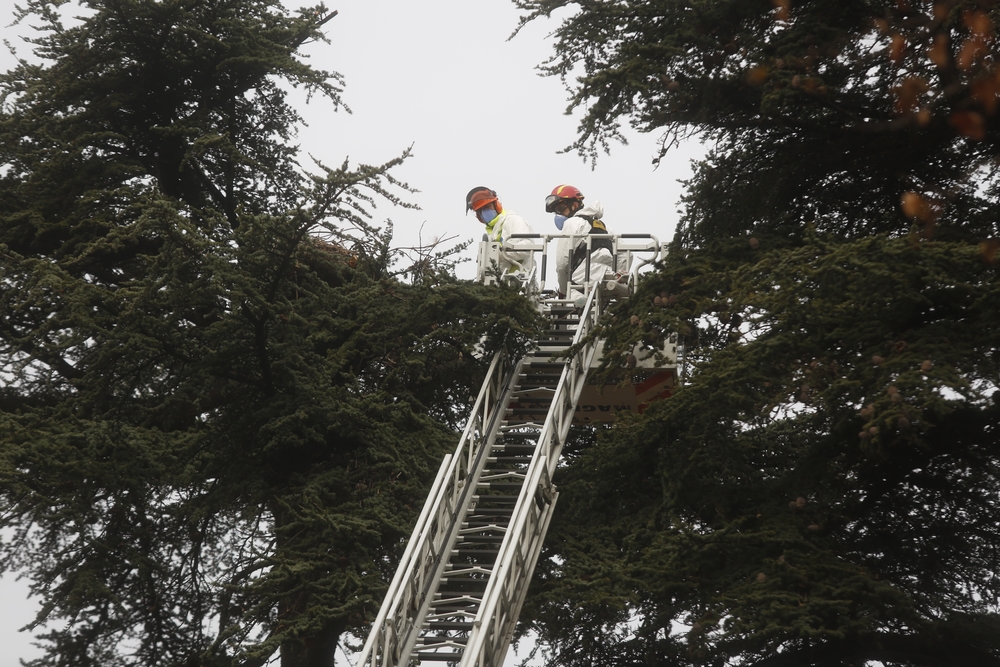 Los bomberos retiran un nido de cigüeñas en Valladolid  / JONATHAN TAJES