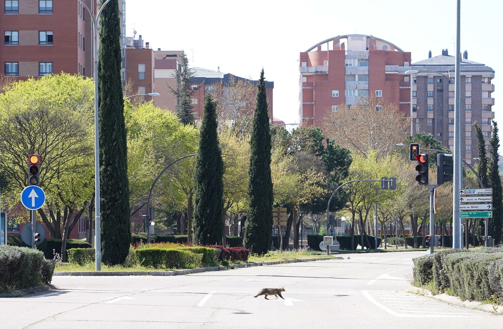 Tráfico en Valladolid durante el estado de alarma  / ICAL