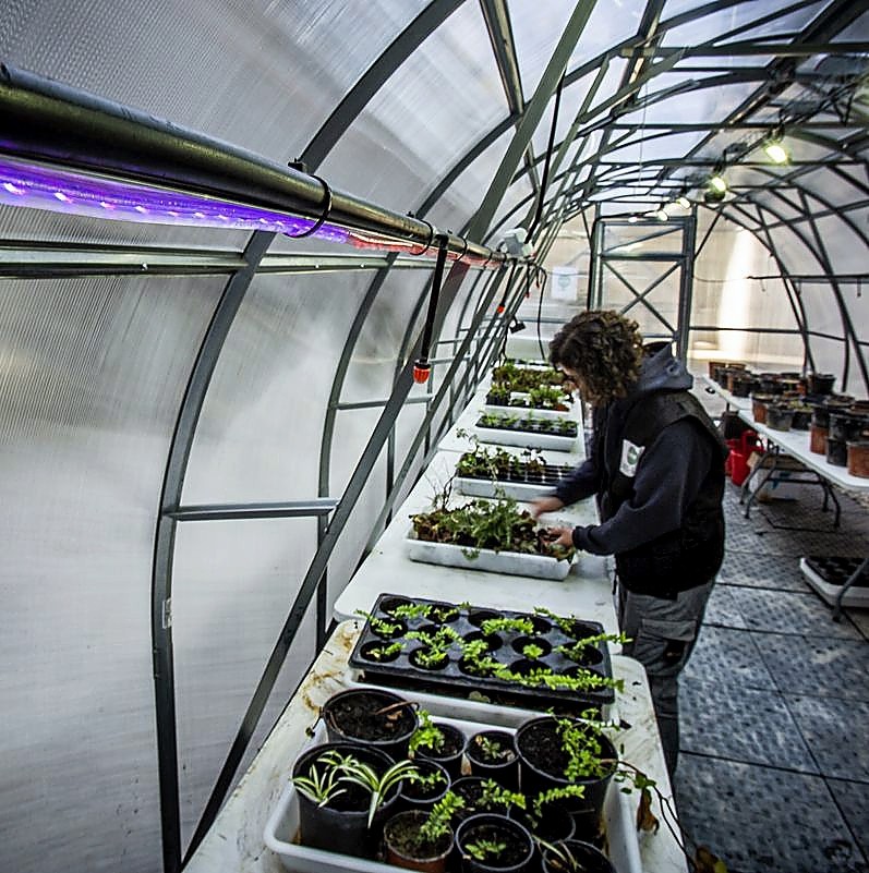 En este invernadero se analiza cómo afectan los colores de las luces LED al crecimiento de las plantas.