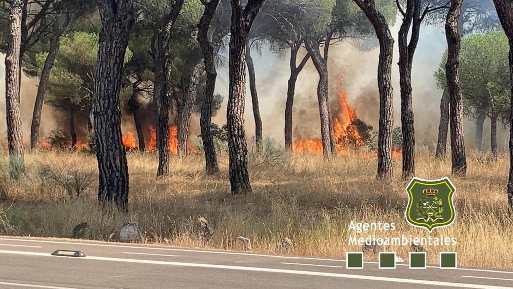 Un incendio en la zona de Entrepinos amenaza el pinar
