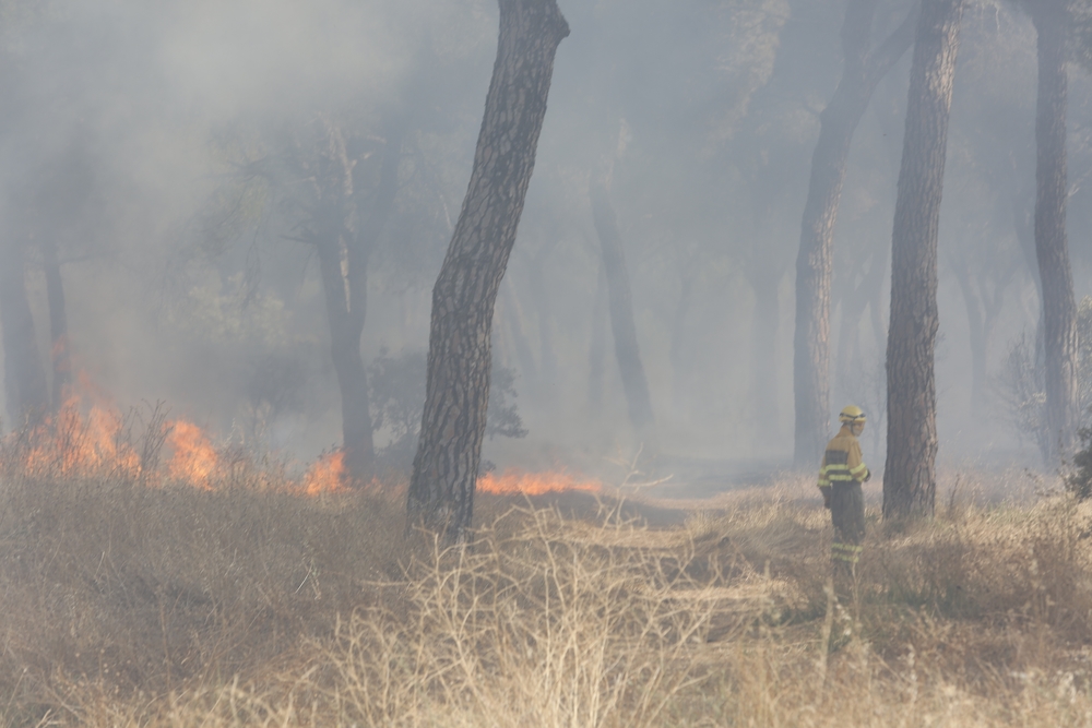 Incendio en el entorno de Entrepinos (Simancas)  / JONATHAN TAJES