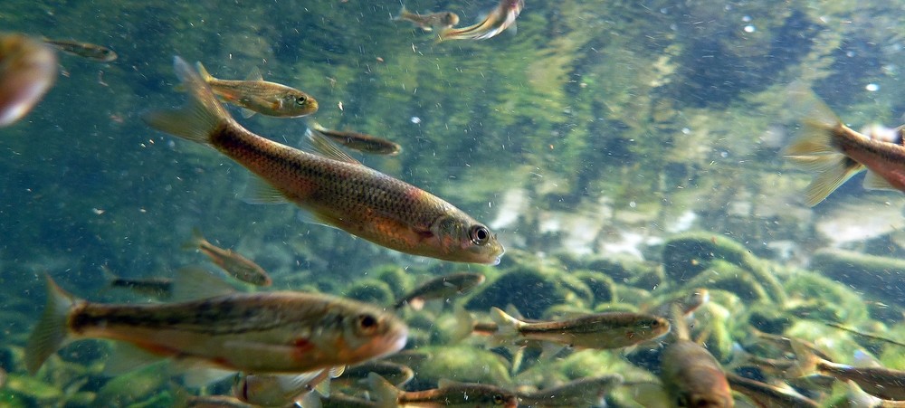 La CHD advierte de la posible desaparición de peces