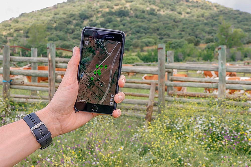 El ganado puede controlarse a través de una aplicación en el teléfono móvil.