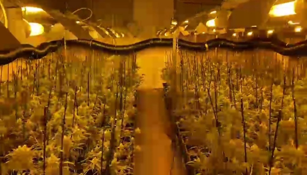 Desmantelado un laboratorio en una nave de Zaratán con miles de plantas de marihuana.