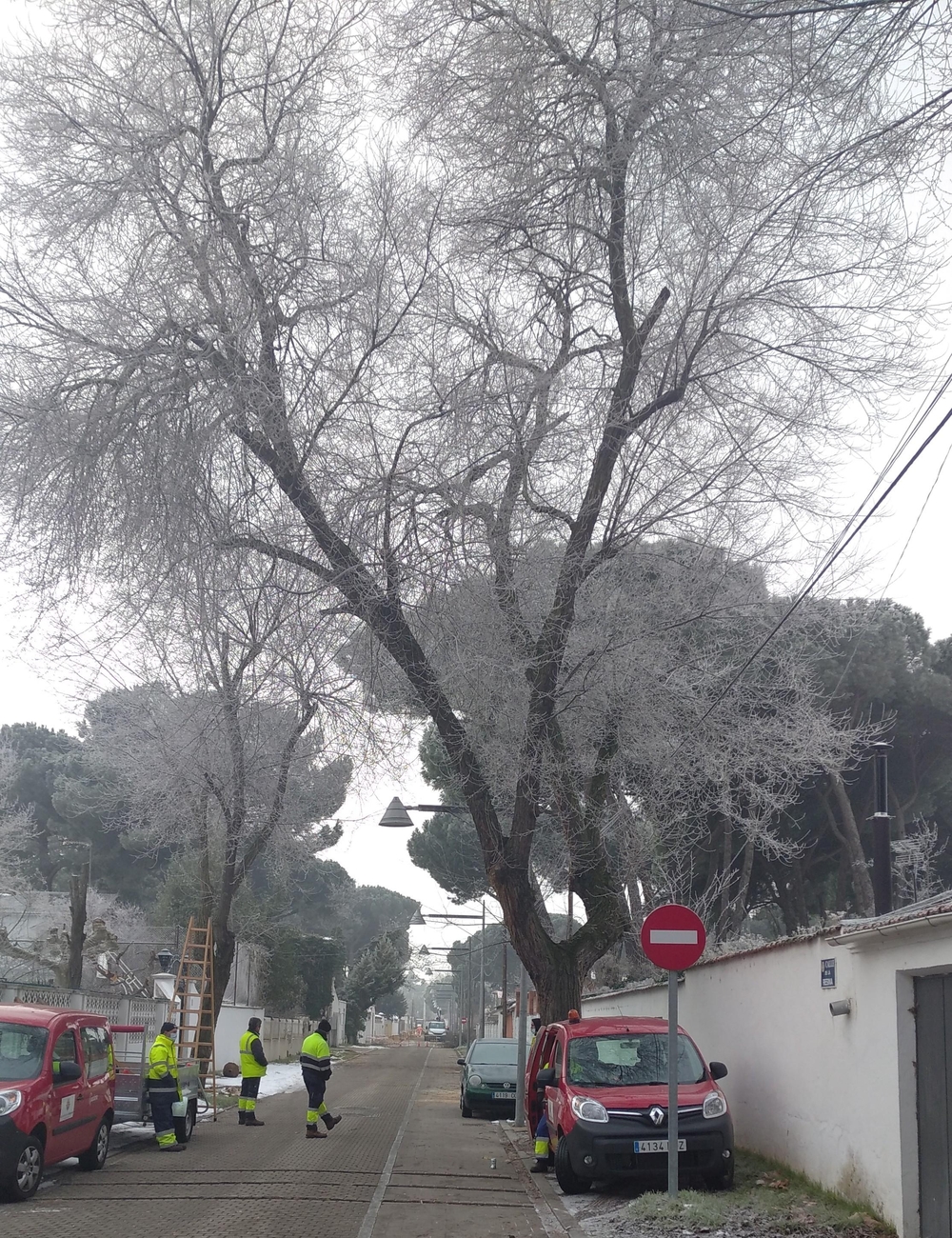 Tala de árboles en la calle de la Resina en el Pinar de Antequera.  / El Día de Valladolid