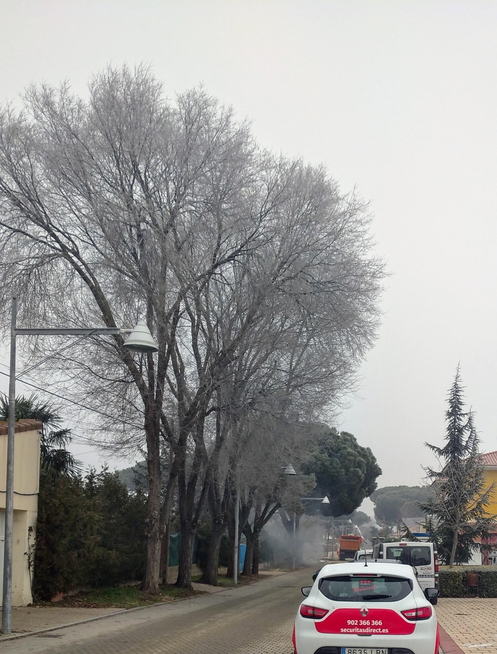 Tala de árboles en la calle de la Resina en el Pinar de Antequera.  / El Día de Valladolid