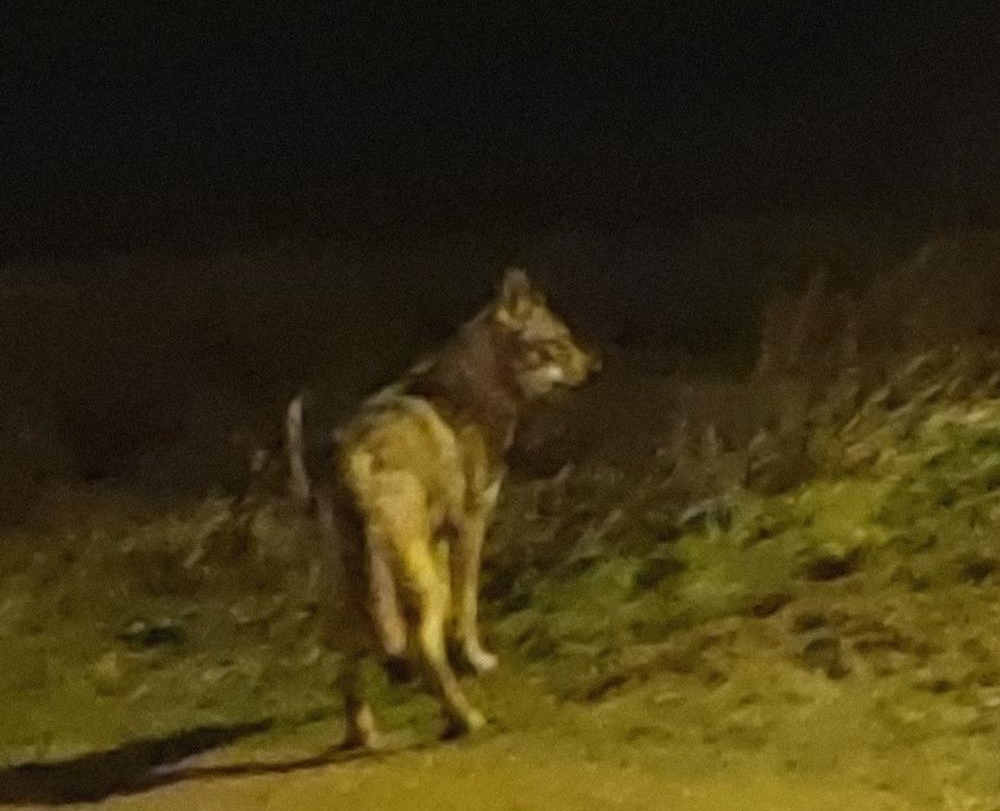 Lobo fotografiado en la zona de Sotoverde, en Arroyo, cerca del colegio Kantic@.
