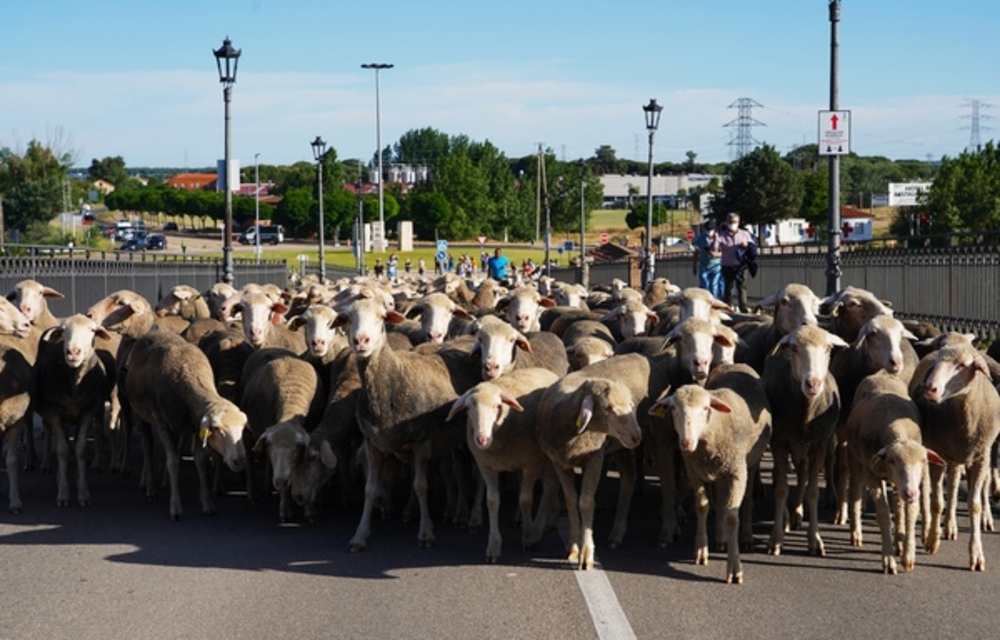Paso de un rebaño de ovejas trashumantes por la localidad vallisoletana de Tordesillas