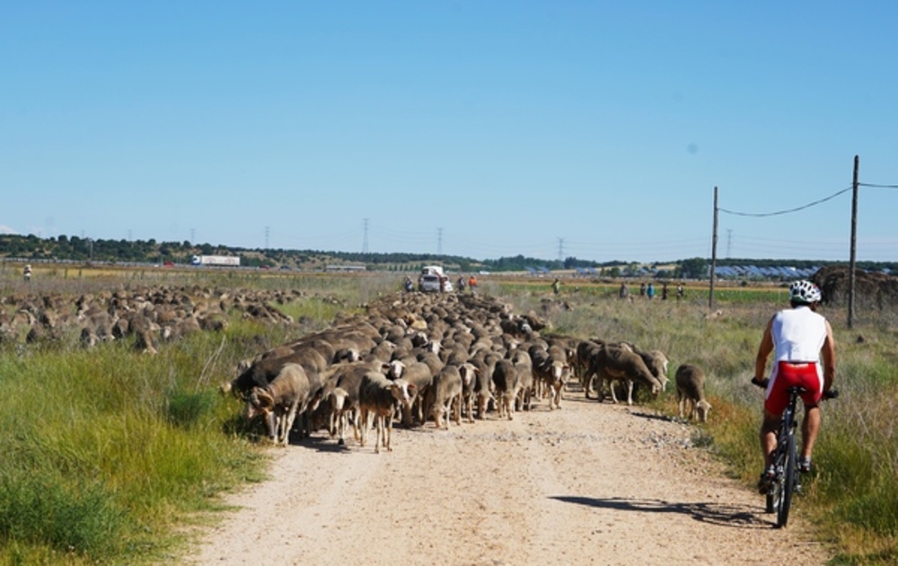 Paso de un rebaño de ovejas trashumantes por la localidad vallisoletana de Tordesillas  / ICAL