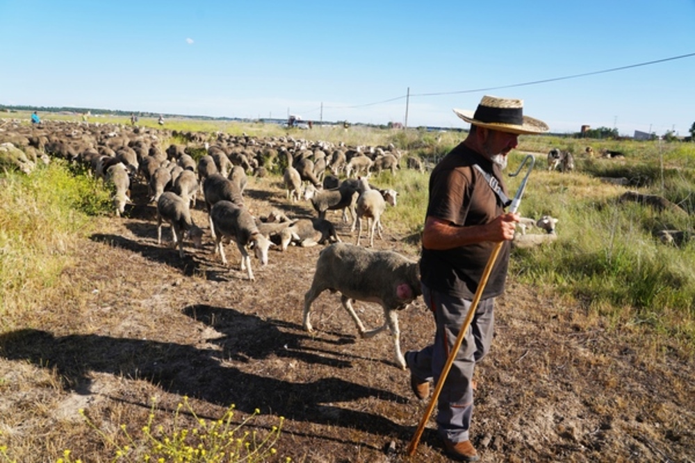 Paso de un rebaño de ovejas trashumantes por la localidad vallisoletana de Tordesillas  / ICAL