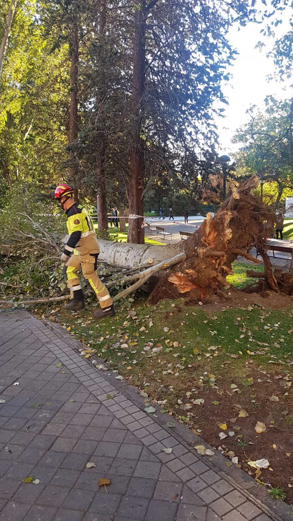 Bomberos retiran un árbol en Isabel La Católica.