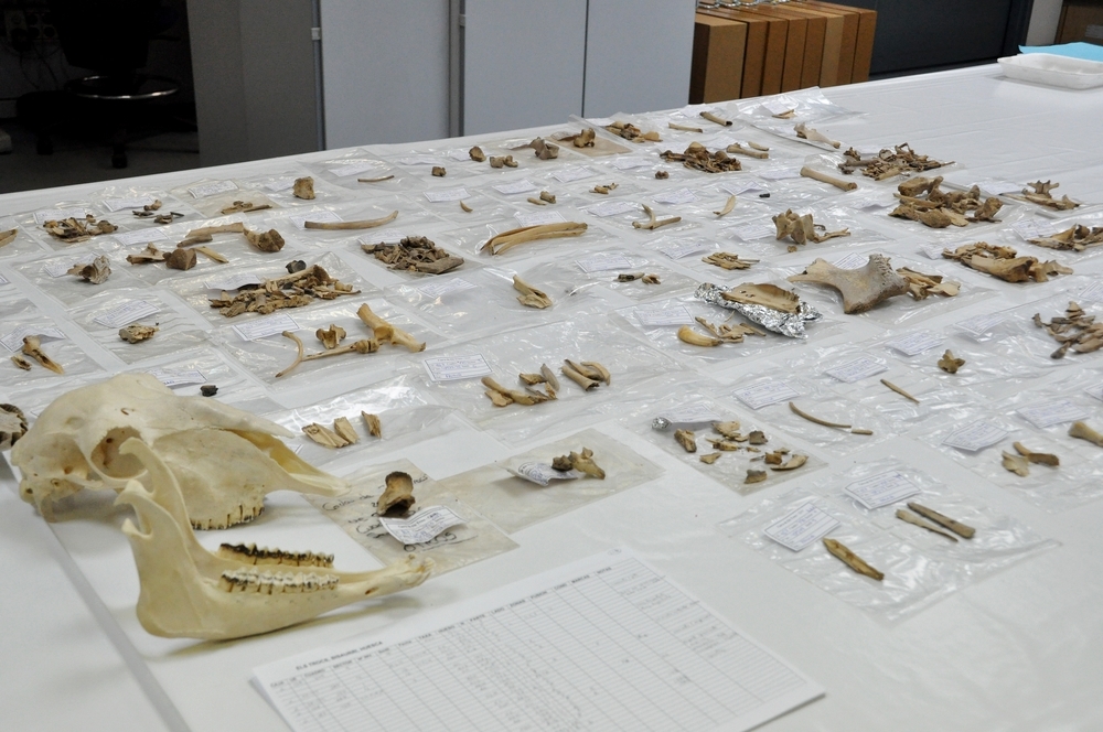 Laboratorio de arquebiología del Instituto de Historia del CSIC, donde se analizan las muestras de ovino del presente estudio.