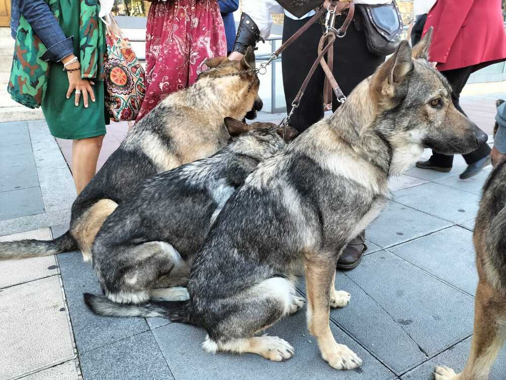 Una manada de lobos en misa en pleno centro de Valladolid