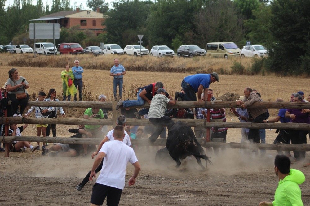 Encierro en Tordesillas en sustitución del Toro de la Vega  / AYUNTAMIENTO DE TORDESILLAS