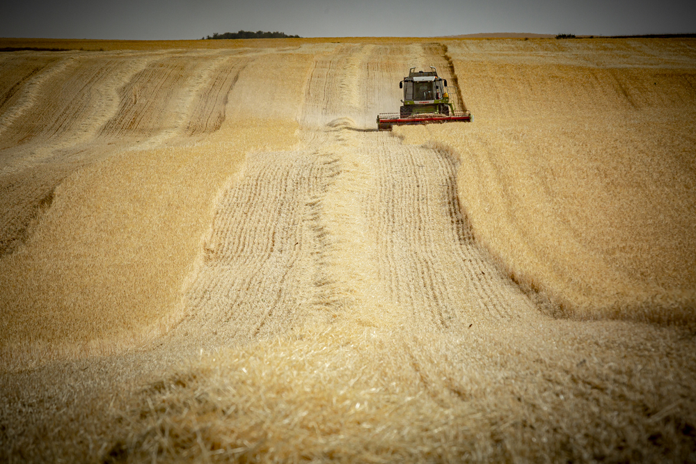 Cosechadora en un campo de trigo.
