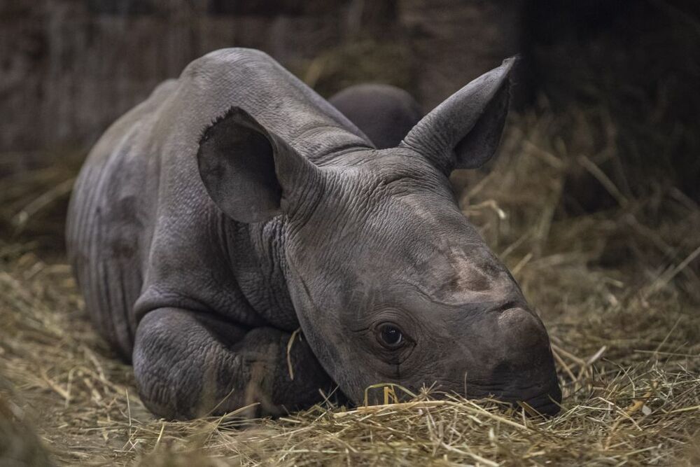 Rinoceronte negro oriental recién nacido llamado Kiev en Dvur Kralove Safari Park.  / MARTIN DIVISEK