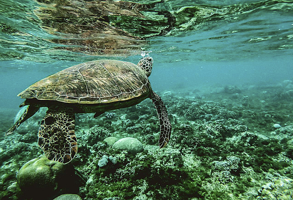 El grupo financiero también se vuelca con la biodiversidad y las especies amenazadas.