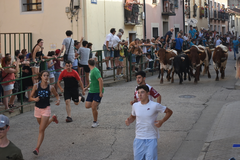 Encierro de novillos por las calles de Cigales.