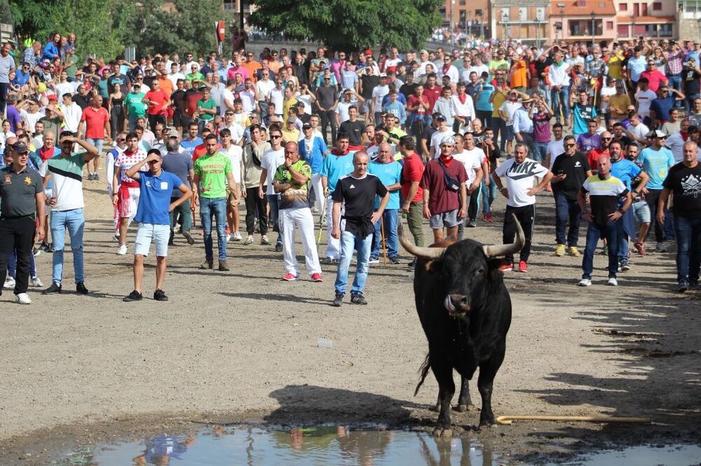 Toro de la Vega, celebrado este martes en Tordesillas. 