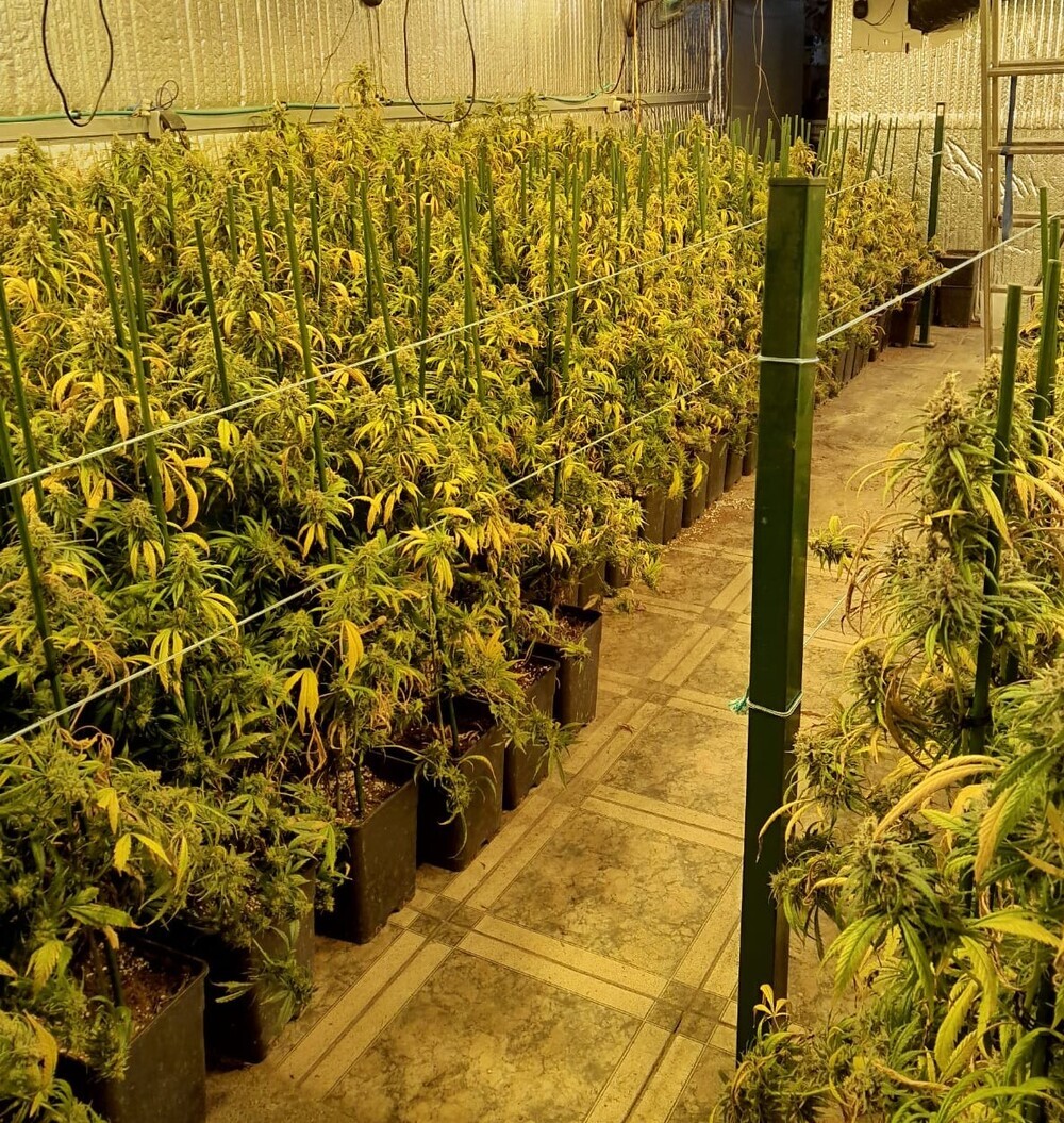 Intervenidas varias plantaciones de marihuana ‘indoor’ en Valladolid.