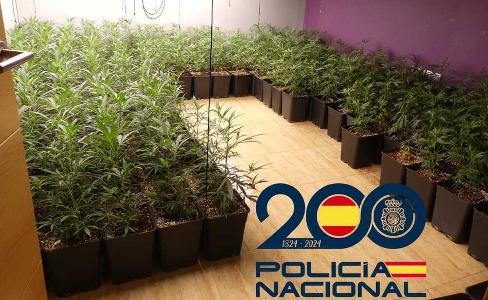 Operación contra el cultivo y tráfico de cannabis.