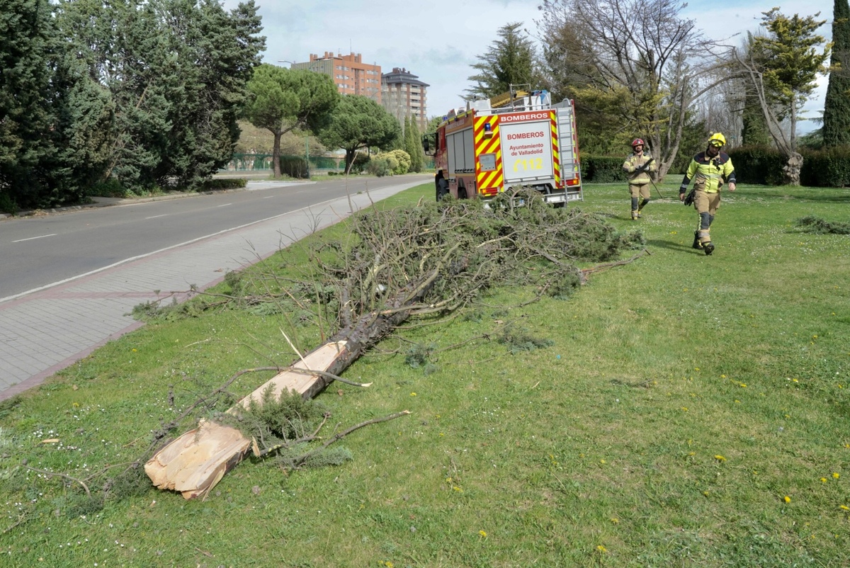 Los bomberos retiran un árbol caído por el viento en la calle Padre José Acosta de Valladolid  / EDUARDO MARGARETO / ICAL