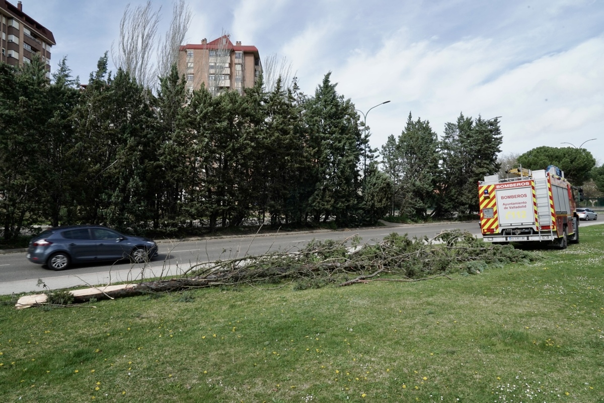 Los bomberos retiran un árbol caído por el viento en la calle Padre José Acosta de Valladolid  / EDUARDO MARGARETO / ICAL