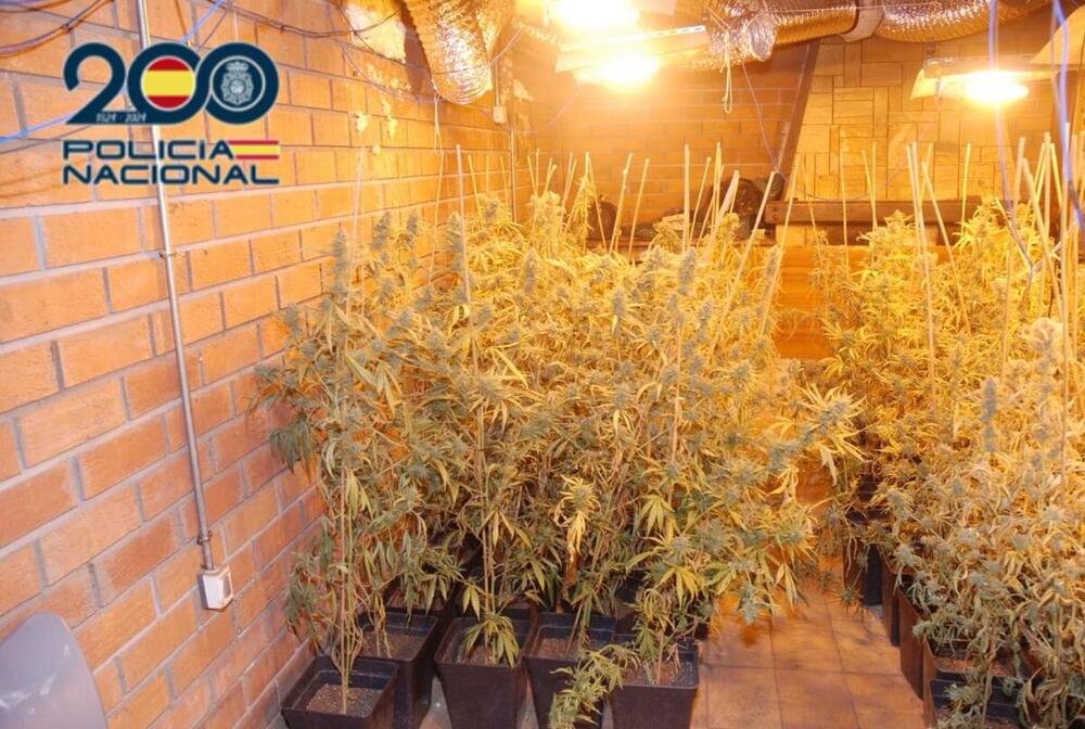 Detenido tras desmantelar un laboratorio de cannabis en Valladolid con 40 kilos de marihuana por un valor de 51.000 euros.