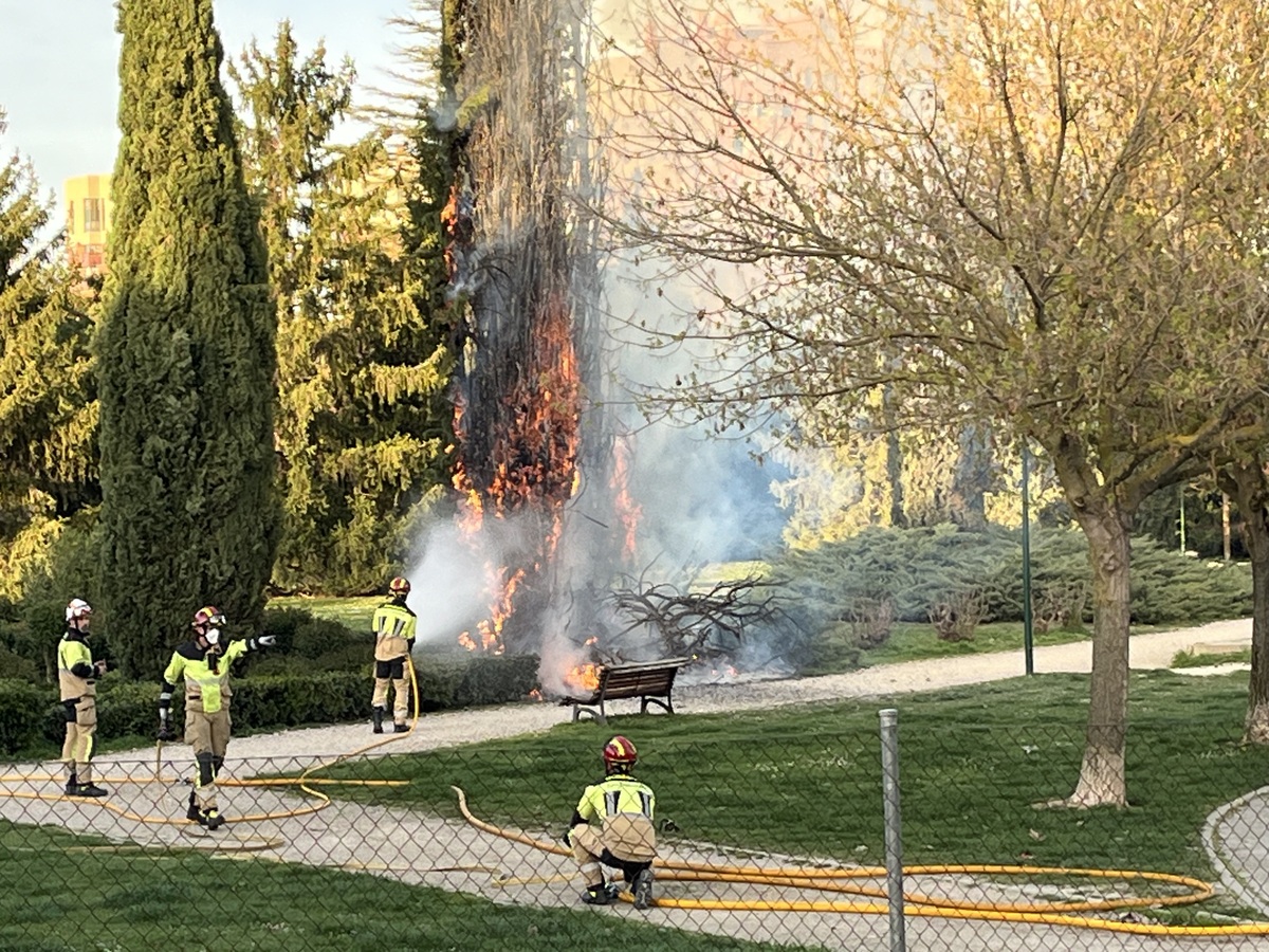 Los bomberos de Valladolid sofocan un fuego en un árbol en el barrio de Villa del Prado  / EDUARDO MARGARETO ICAL