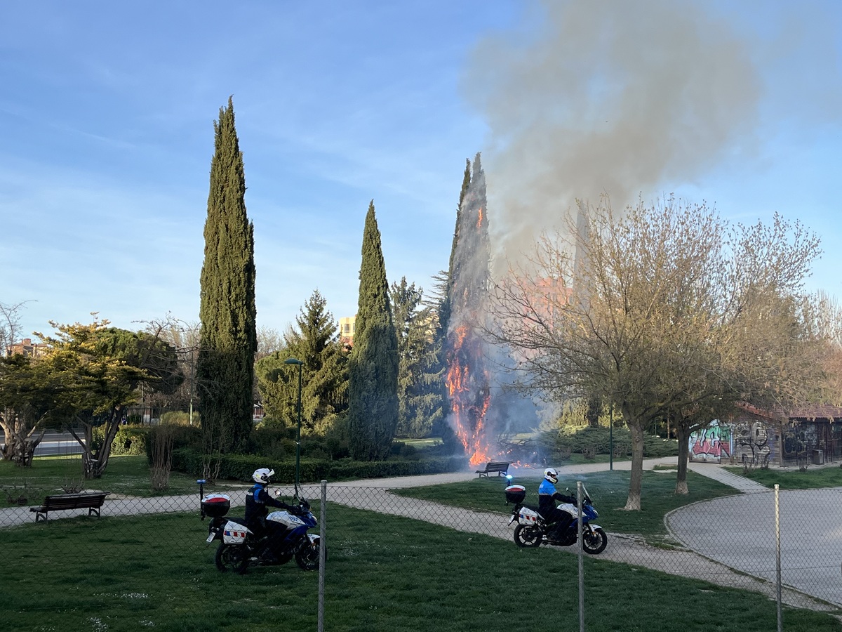 Los bomberos de Valladolid sofocan un fuego en un árbol en el barrio de Villa del Prado  / EDUARDO MARGARETO ICAL