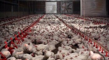 UCCL denuncia la situación 'crítica' del sector avícola