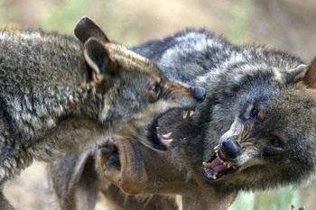 El Gobierno quiere que suba la población de lobo