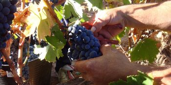 Ribera cierra la vendimia con 109 millones de kilos de uva
