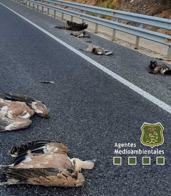 Investigado por el atropello de seis buitres en Soria