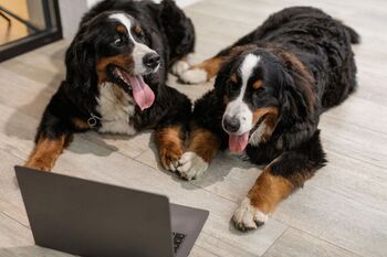 Un dispositivo permite a los perros iniciar videollamadas