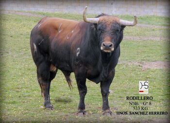La Seca soltará tres toros en la Fiesta del Verdejo