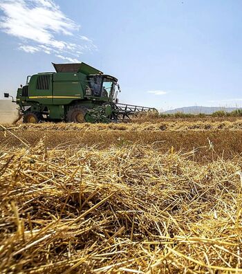 La cosecha de trigo y cebada, en riesgo de caer un 5% este año